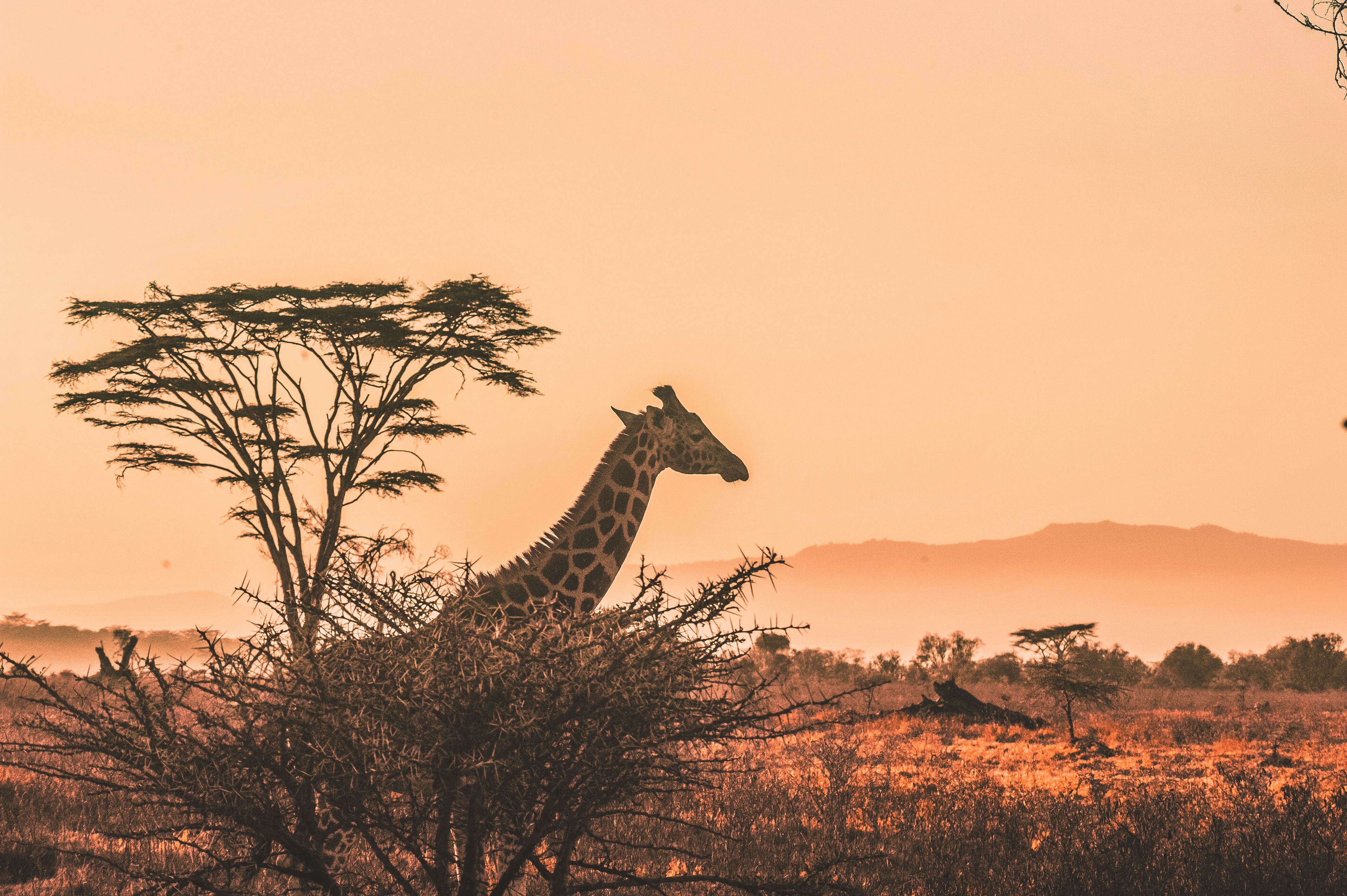 Kenya Safari